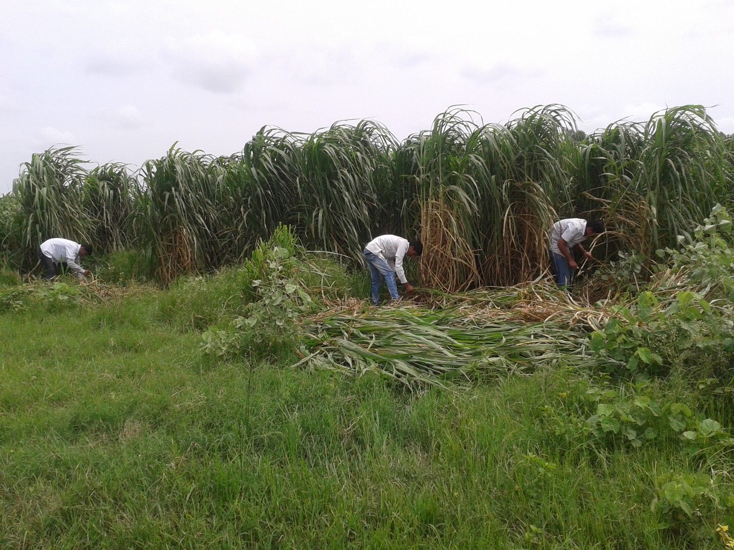 Students Harvesting Fodder